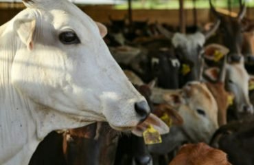 India-cow2_Canva-389x260